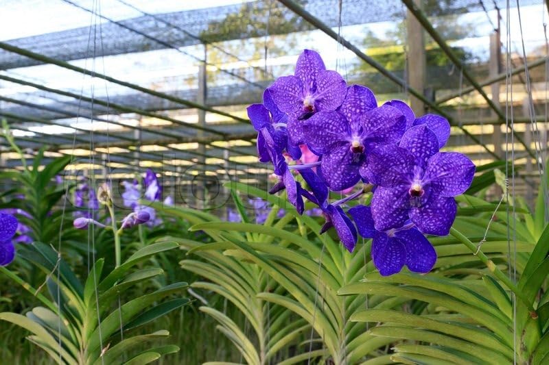 Ground orchid live plants with flowers,Ground orchid live plants with flowers,Orchid plant (Pack of 1) (B0CPYH5G8Q) Amazon Price History, Amazon Price Tracker