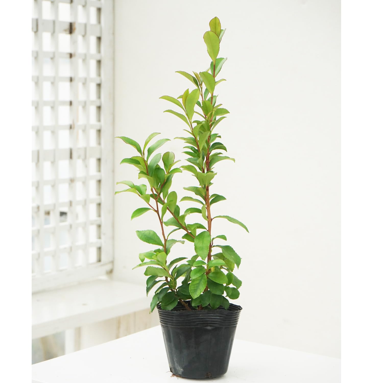 Amazon | ヒサカキ シバ 苗木 3.5号 1株 姫榊 Eurya japonica Eurya