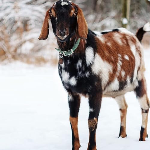 Miniatura 4 de TIHOOD 18 campanas de cobre  Campanas de latón pequeñas y grandes de animales de granja para caballos, ganado, ovejas, cabras  bronce verde y rojo