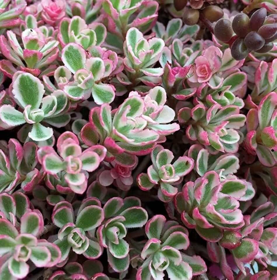 3 Tricolor Sedum Spurium Succulent in 2 inch Pot - Variegated Stonecrop Succulents