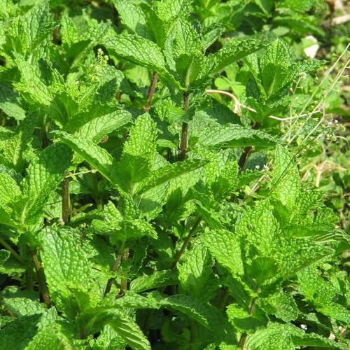 Semillas de menta marroquí 1500pcs