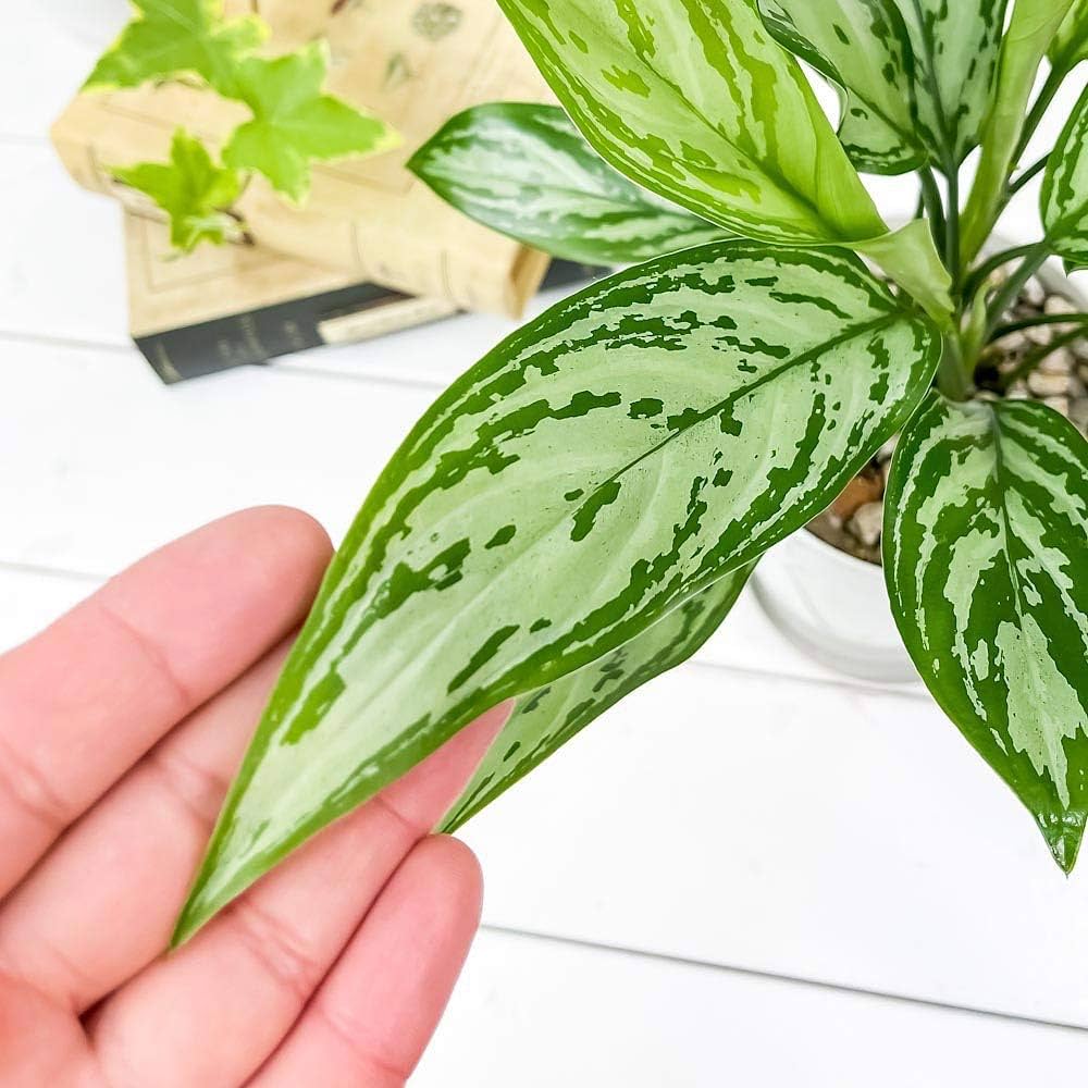 アグラオネマ　キラークイーン Amazon.co.jp: PLANCHU 観葉植物 アグラオネマ シルバークイーン