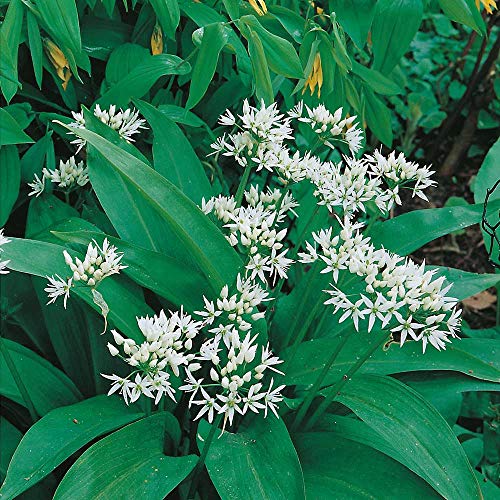 Wildflower - Ramsons Wild Garlic - 400 Seeds