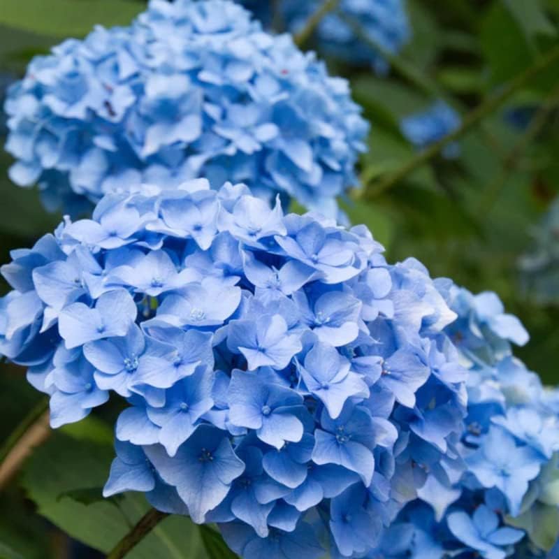 Nikko Blue Hydrangea Shrub - 6-12' Tall Live Plant - 2.5' Pot - Garden Flowering Bush