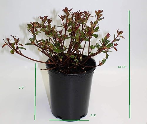 Miniatura 7 de Athena's Garden Planta de azalea viva hino-carmesí 1G, totalmente enraizada con tierra en maceta de cerámica premium incluida en el cultivador con