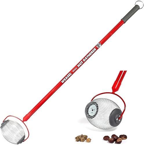 Miniatura 4 de Garden Weasel Nut Gatherer 95314 - Rodillo mediano para patio, recoge nueces, bellotas grandes, bolas de chicle dulce, nueces de nogal y más de 0.75