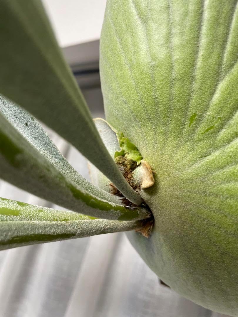 E-1 親株 親株販売】ビカクシダE-1 OC / P.bifur sp white/白ビフ