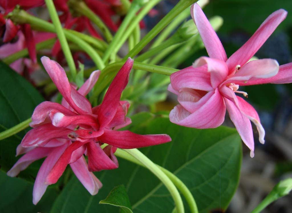 See full amazon price history chart for WoFLoo Madhumalti Creeper New Double Petals Rangoon Creeper Combretum Indicum Live Plant Flowers Creeper with Fragrance WoFLoo Madhumalti Creeper New Double Petals Rangoon Creeper Combretum Indicum Live Plant Flowers Creeper with Fragrance (B0B2RS7BLH) Amazon Price History, Amazon Price Tracker
