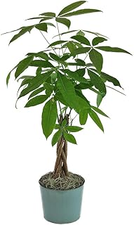 American Plant Exchange Money Tree Easy-to-Grow Live Plant, 4" Pot 1.5' Tall, Indoor/Outdoor Air Purifier