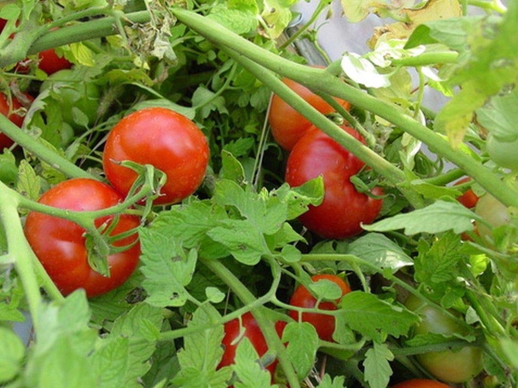 Amazon.com : Moscow Tomato - GREAT OLD FASHIONED Tomato Taste
