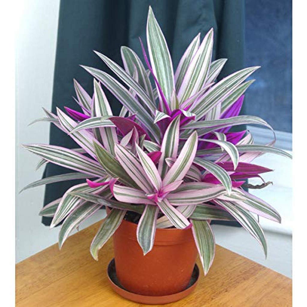 OhhSome Garden Live Plant Ornamental Exotic Plants Rhoeo Indoor (1 Garden Live Plant),PLANT-95-RHOEO9344494$# (B09N93QYCS) Amazon Price History, Amazon Price Tracker
