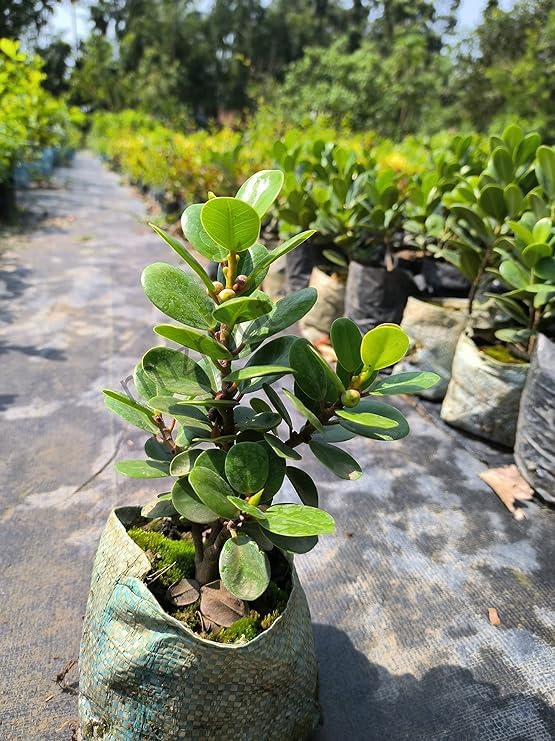 See full amazon price history chart for Bonsai plants for home indoor live real, Indore home plant for bonsai live real (Ordinary 1 live plant) Bonsai plants for home indoor live real, Indore home plant for bonsai live real (Ordinary 1 live plant) (B0CP89YMVY) Amazon Price History, Amazon Price Tracker