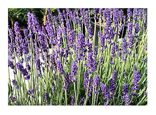 Pcs - 20x Lavandula Angustifolia Véritable Lavande Plantes - Graines ID212 - Seeds & Plants Shop by Ipsa