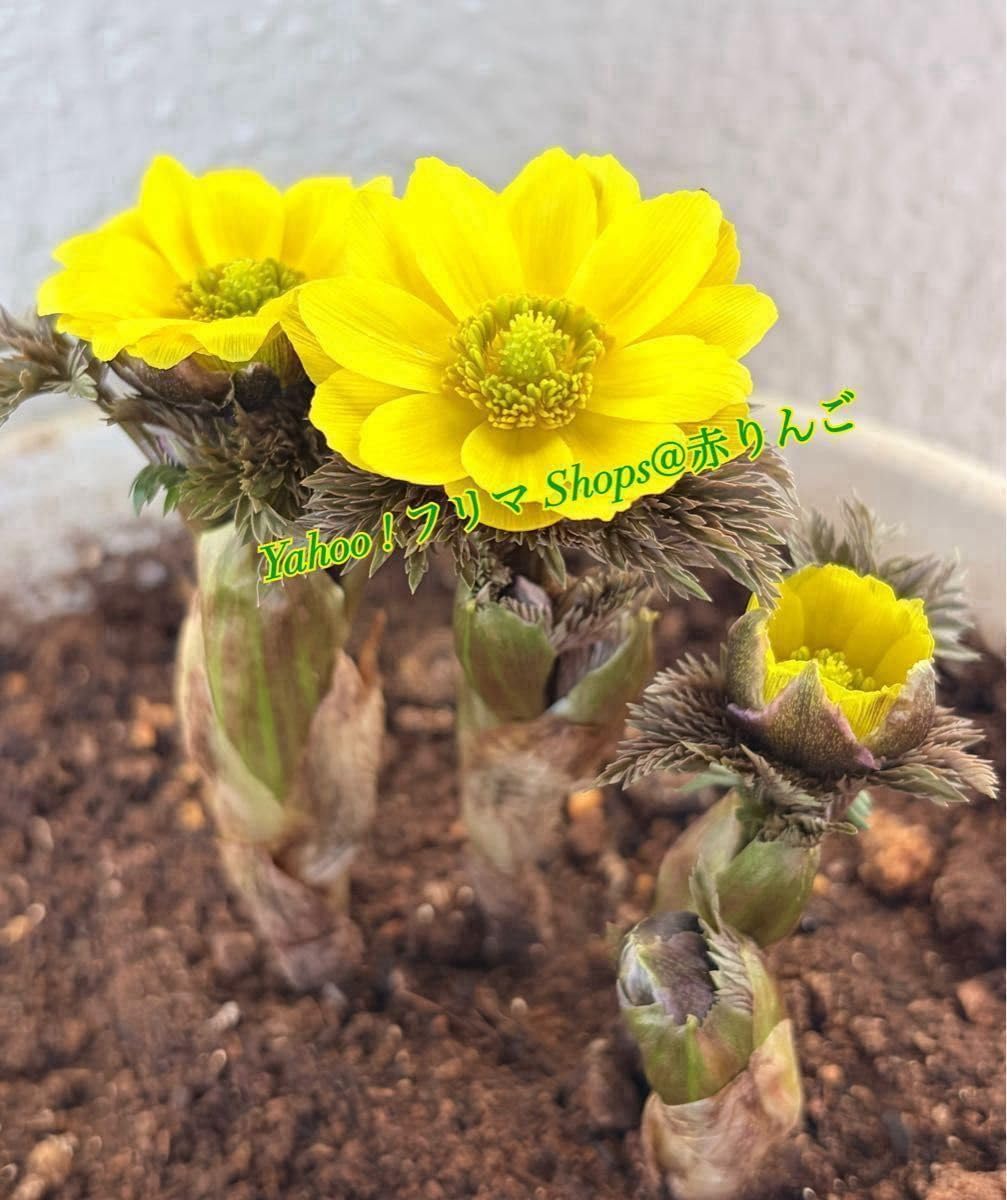 クリスマスローズ6鉢MIX アンナズレッドなど 蕾なし 充実株クリスマス