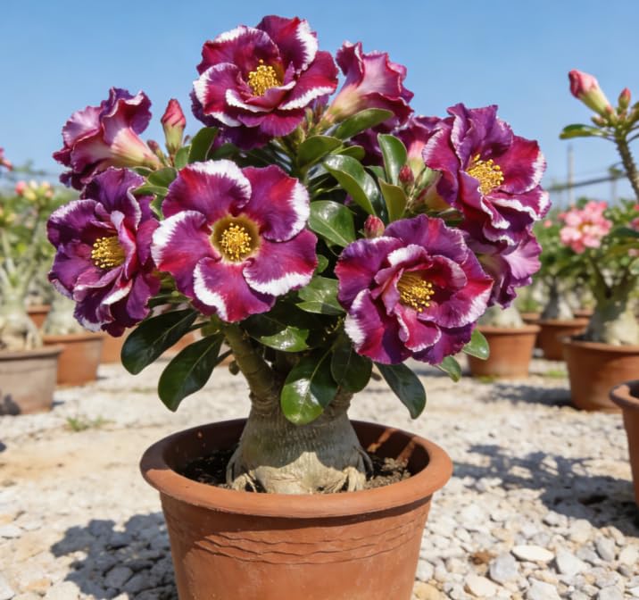 Desert Rose Adenium Obesum Live Caudex Plant, Easy Care Perennial Flower for Home Garden/that Grow Fast/Golden Jade Carving-5 Bulbs-B โ image 1