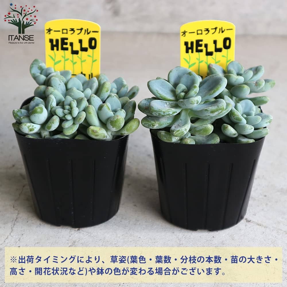 Amazon.co.jp: セダム オーロラ ブルー 3号ポット 4個セット