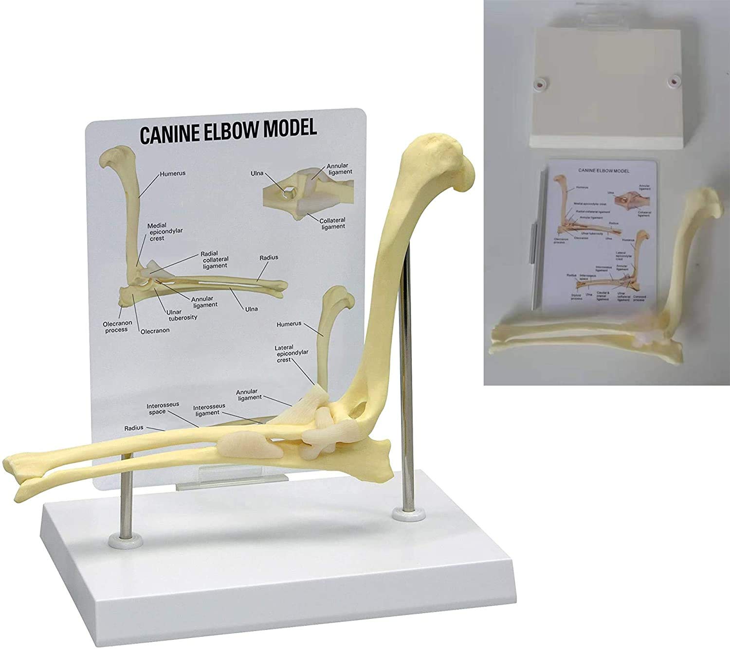 Buy A model of the canine elbow joint, elbow anatomy of the animal
