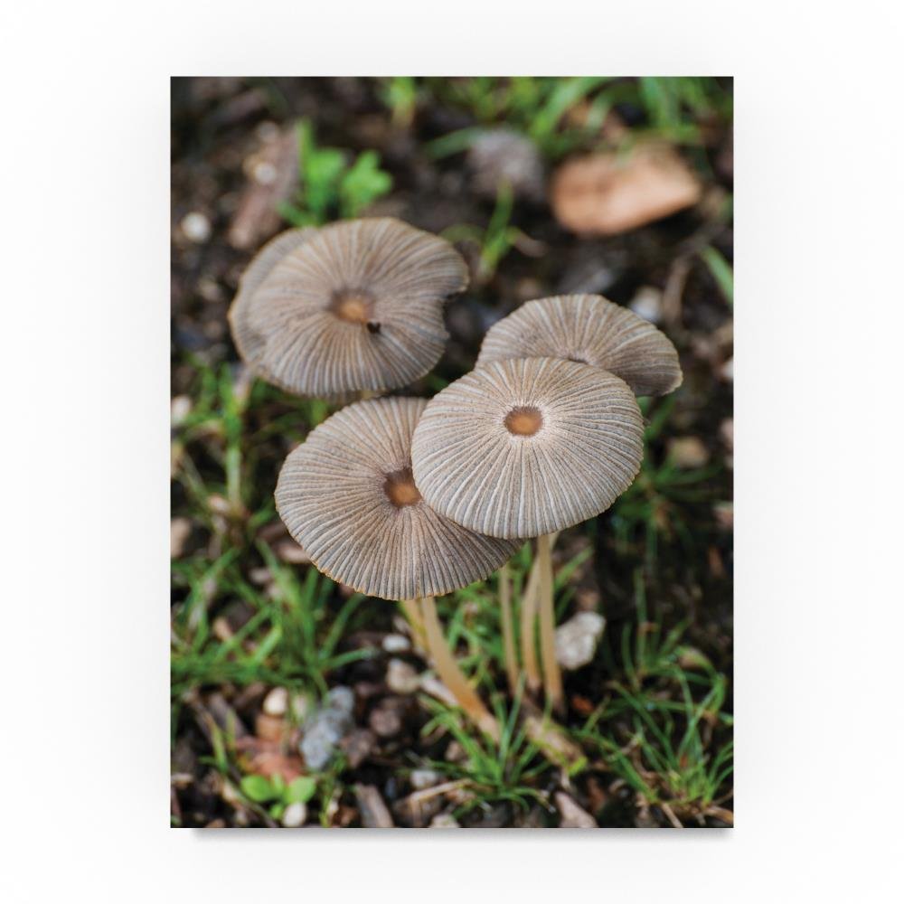 Shrooms by Thom Sivo, 18x24-Inch Canvas Wall Art