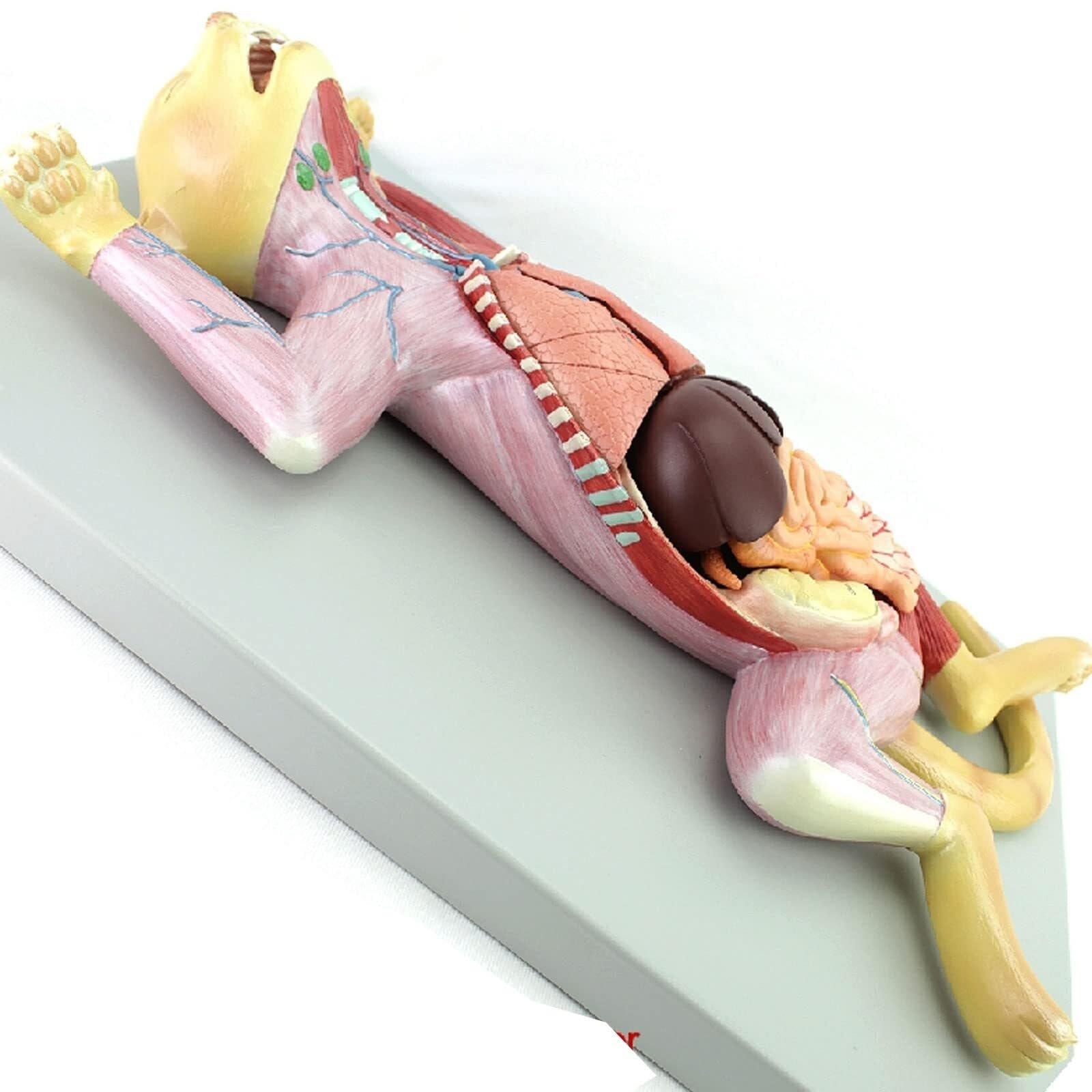 Modelo anatómico de Gato 3D Visual. Kit de Modelo anatómico de Gato. Anatomía Animal Desmontable y ensamblable. Enseñanza Veterinaria anatómica de cría de Animales.