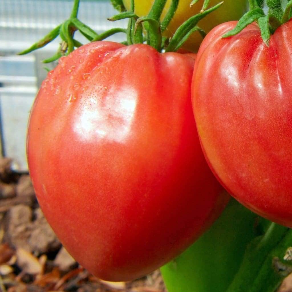 Buy4seeds 25 Oxheart Pink Tomato Seeds Grow Your Garden Yard Easy for Grow Garden