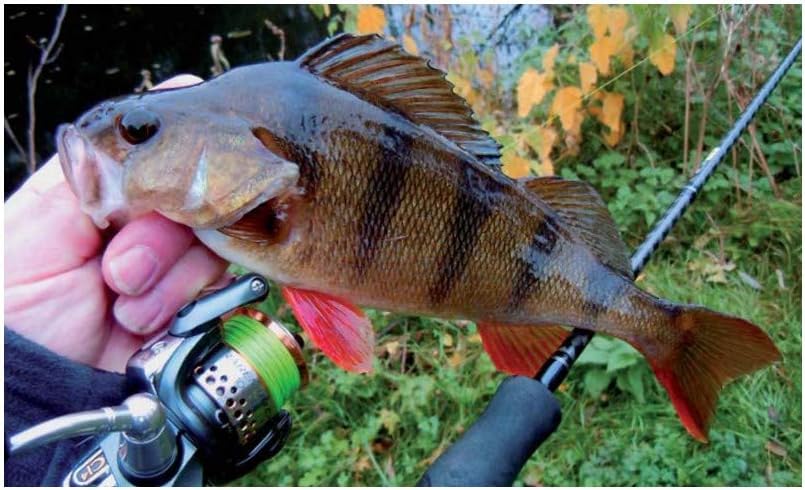 Rapala Rapala Original Floater