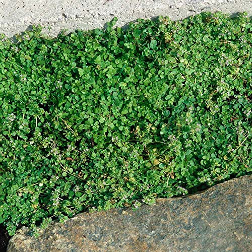 Outsidepride Corsican Ornamental Mini Mint Spreading, Mat Forming Ground Cover Plant Seeds - 25 Pellets #TOP3