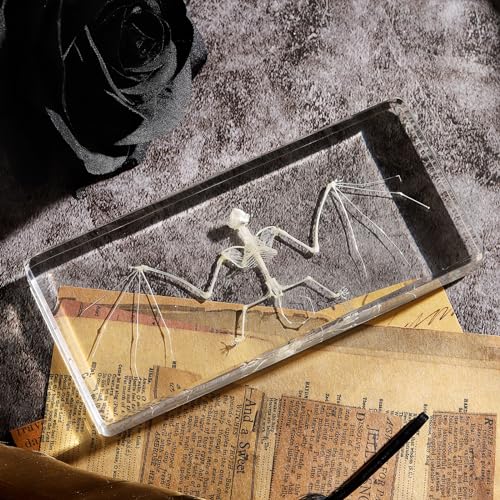 image for Pokiphip Real Bat Skeleton Specimen in Resin for Science Classroom Sci