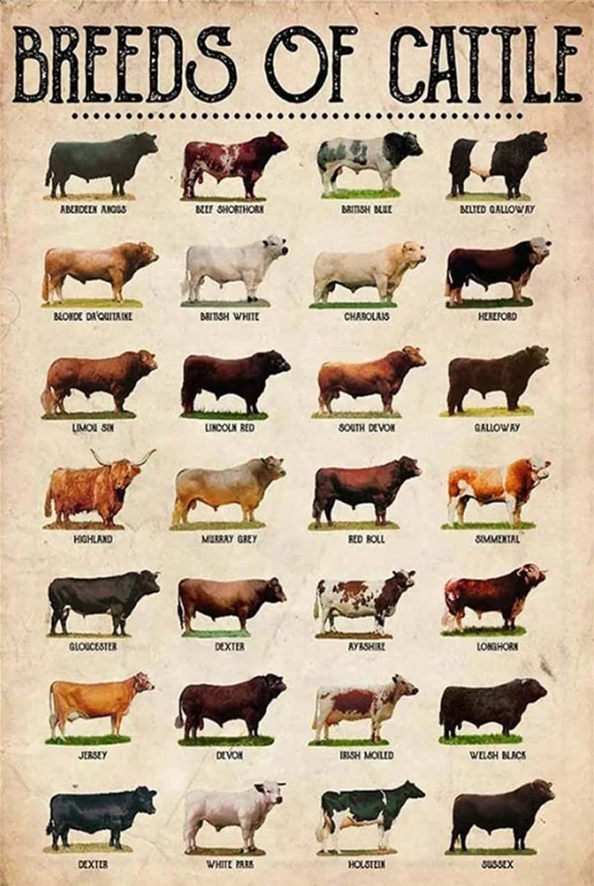 Yunking Metal Signs - Breeds of Cattle Cow - 8x12 inch - Tin - Wall Mount - Rectangular - Vintage - Animal, Rustic