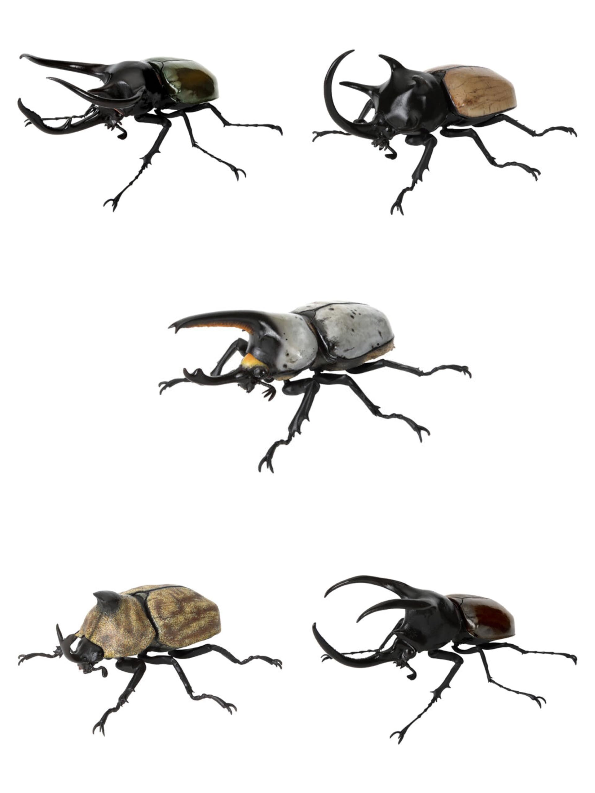 Ikimono Encyclopedia Beetle Kabuto 10 Gashapon Set of 5 PVC Japan