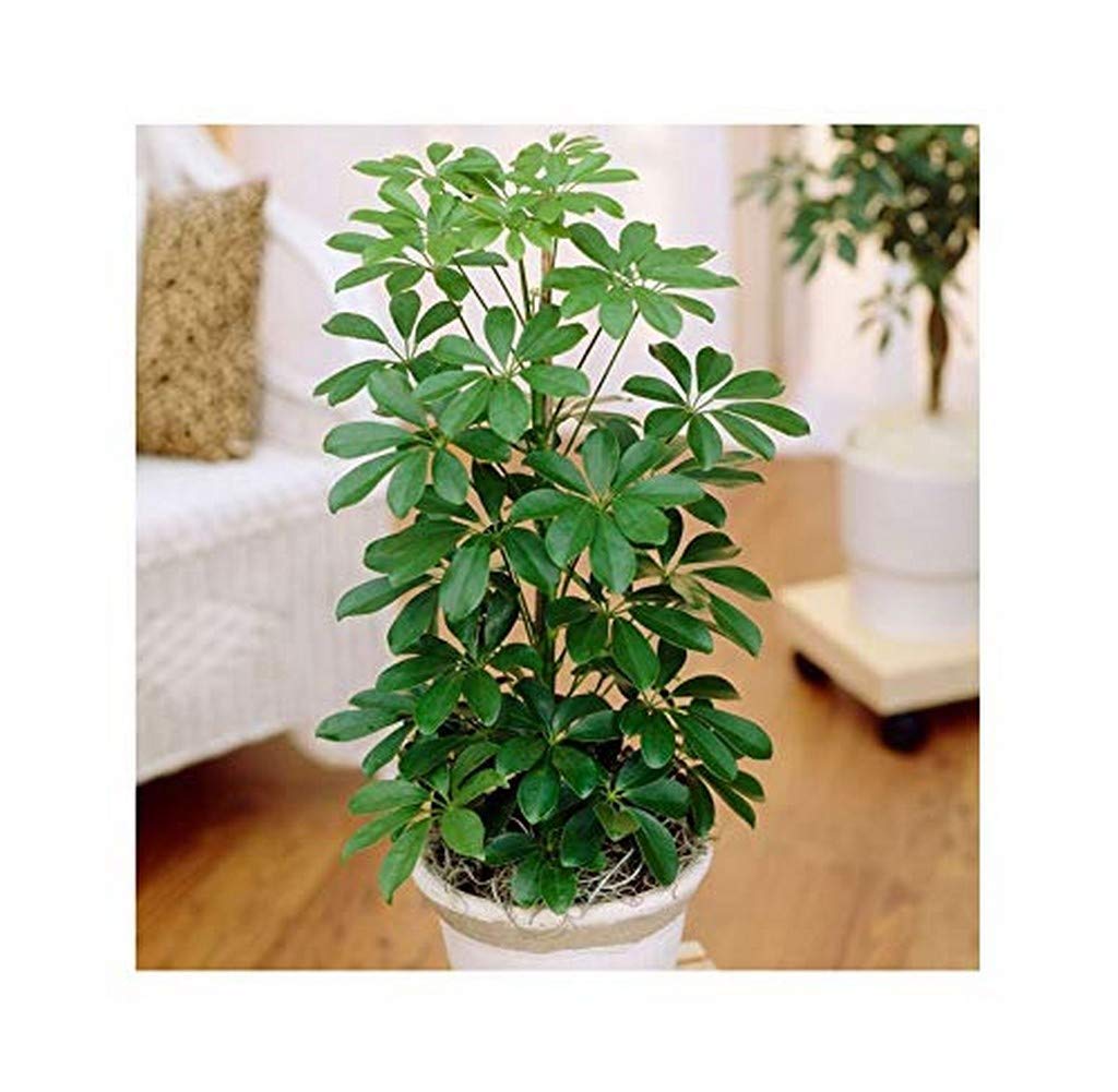 Creative Farmer Garden Live Plant Schefflera Houseplants - Home Schefflora (Brassaia Actinophylla) (1 Live Garden Plant) (B08P5TQRNF) Amazon Price History, Amazon Price Tracker