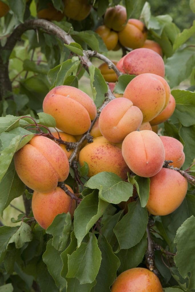 Most Expensive & Healthy Apricot Live Fruit Plant & Tree (1.5-3.5 Ft Hight) For Home Gardening (Hybrid, Pack Of 1) (B0D1XKGTVV) Amazon Price History, Amazon Price Tracker