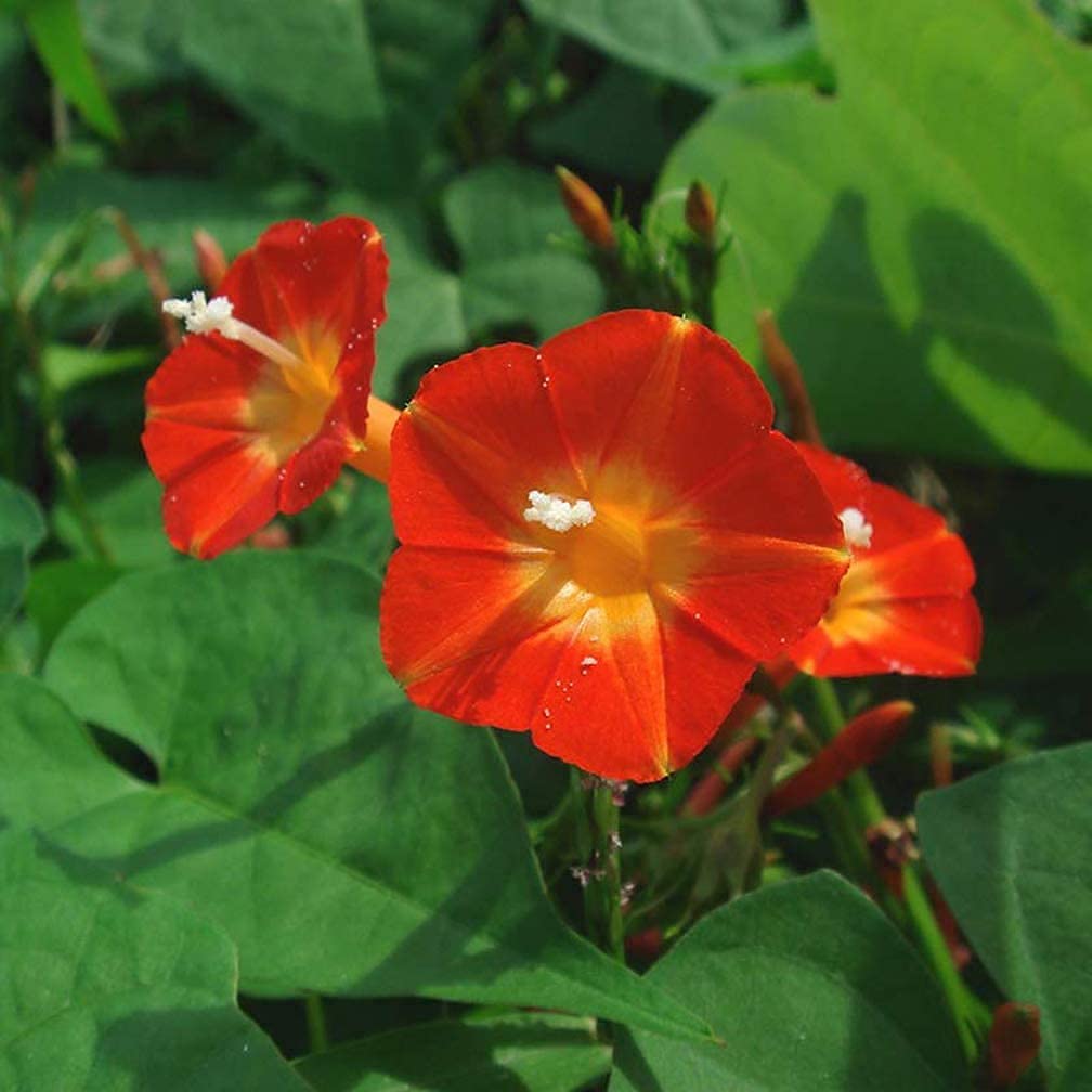 100pcs Convolvulus Minor Seeds Red and Yellow Flower Draw Morning Glory Flowers Fast Climbing Vine