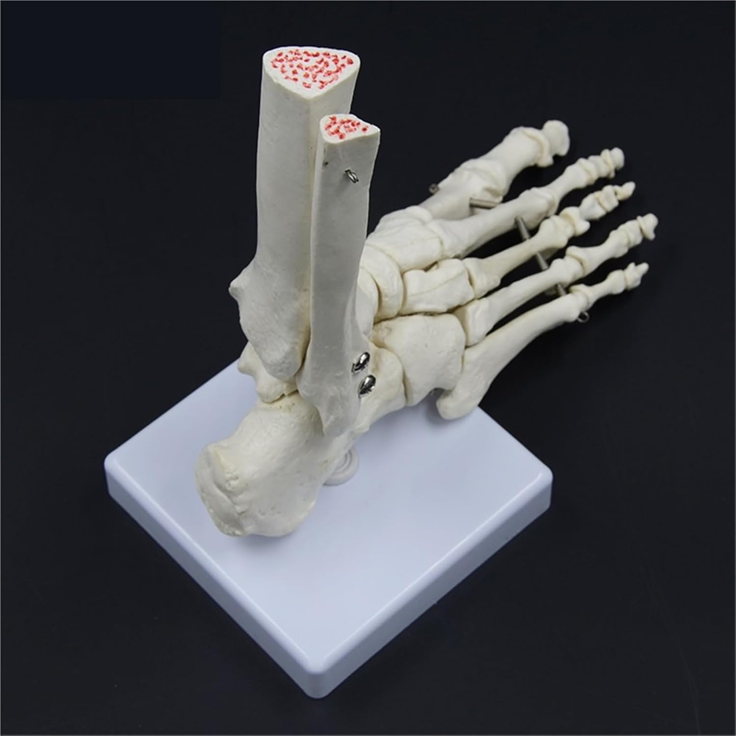 Life Size Joints and Bones of Foot Anatomy Human Foot and Ankle Model Medical Gift Skeleton Tibia and Fibula Bone 1:1