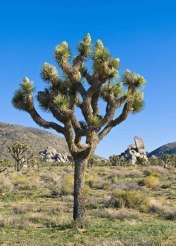 Tropica Joshua Tree Yucca Brevifolia 10 Seeds