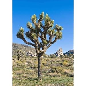 TROPICA – Joshua Tree (Yucca brevifolia) – 10 semi