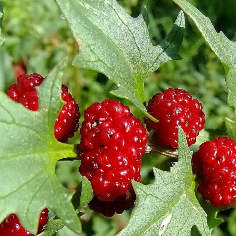 Strawberry Spinach How to grow & care