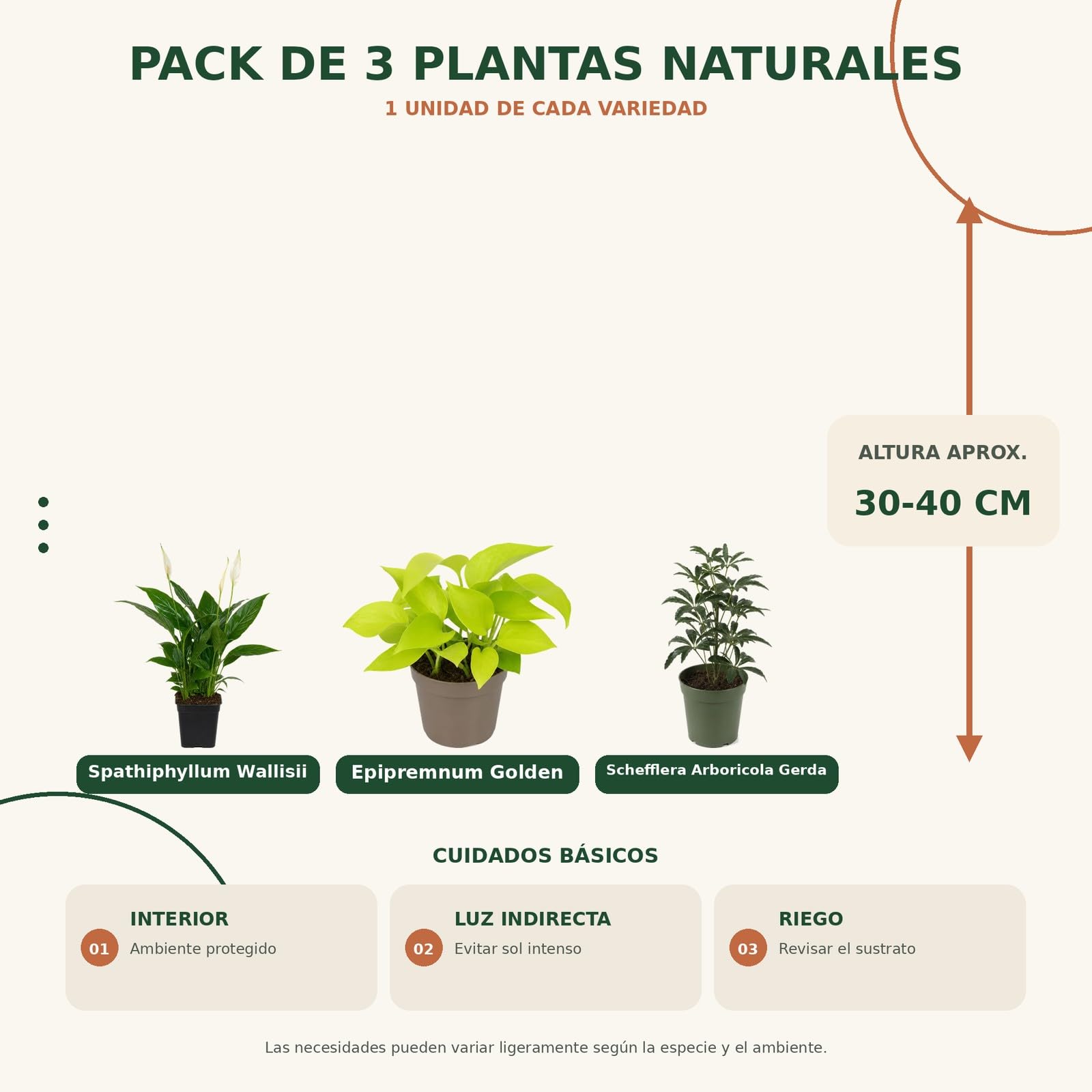 Pack 3 Plantas: Espatifilo, Poto Amarillo y Cheflera Gerda DECOALIVE