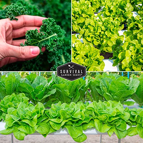 Hydroponics Vegetable Seed Collection for Planting - Watercress, Spinach, Siberian Kale, Swiss Chard, Buttercrunch, Oakleaf Lettuce Varieties to Grow Indoors Non-GMO Heirloom Survival Garden Seeds - Image 4