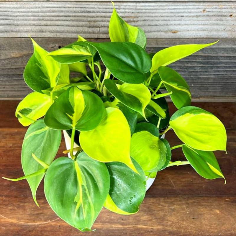Image of Philodendron Oxycardium Brasil Live Plant - Decorative Indoor Vine | Office Decor | Living Wall | Pack of 1 Live plant With Pot