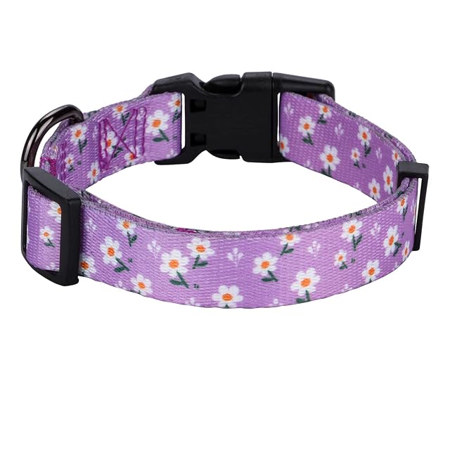 Foto 2 de 7 de Rhea Rose Daisy - Collar para perro, diseño de floarl para perros medianos, color morado
