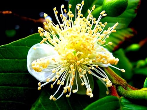 Miniatura 8 de 30 semillas de árbol de guayaba rosa tropical fresa rubí supremo Psidium guajava - Sabores exóticos, hermosas flores PeavyTailor