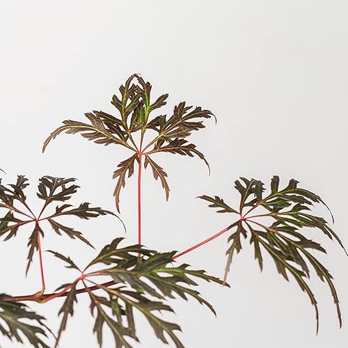 Miniatura 4 de Perfect Plants Orangeola Árbol de arce japonés de 3 a 4 pies de alto - Precioso follaje exquisito y tamaño compacto - Añade elegancia a tu jardín