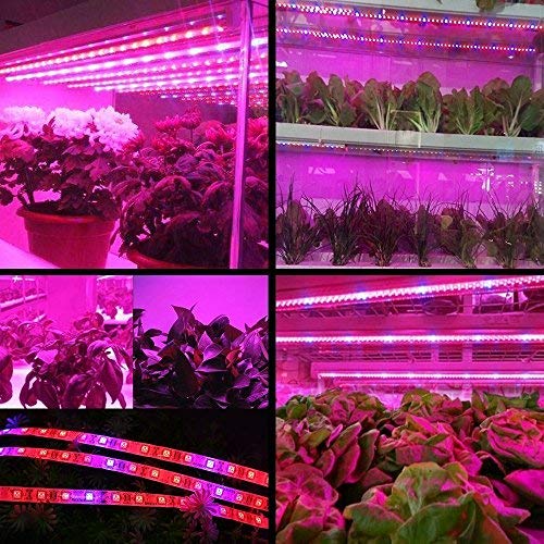 Plant Grow Light Strip AveyLum 5050 SMD LED Plant Strip Lights Indoor  Growing Lamp 16.4ft Waterproof Flexible Rope Light with 12V Adapter for  Greenhouse Hydroponics Flower Seeds(Red Blue 4:1) : Amazon.ca: Patio,