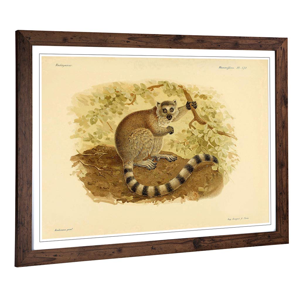 Big Box Art Framed Print of Vintage J.G. Keulemans Ring-Tailed Lemur Design | Wall Art Picture | Home Decor for Kitchen, Living Room, Bedroom, Hallway, Walnut, A2 / 24.5x18 Inch / 62x45cm