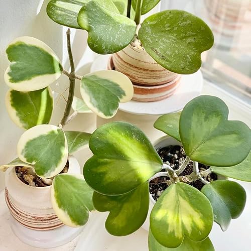 Hoya Plant Live, Kerri Hoya abigarrado en maceta de 4 pulgadas, vid suculenta rara en forma de corazón con hojas crema y verdes, planta de interior