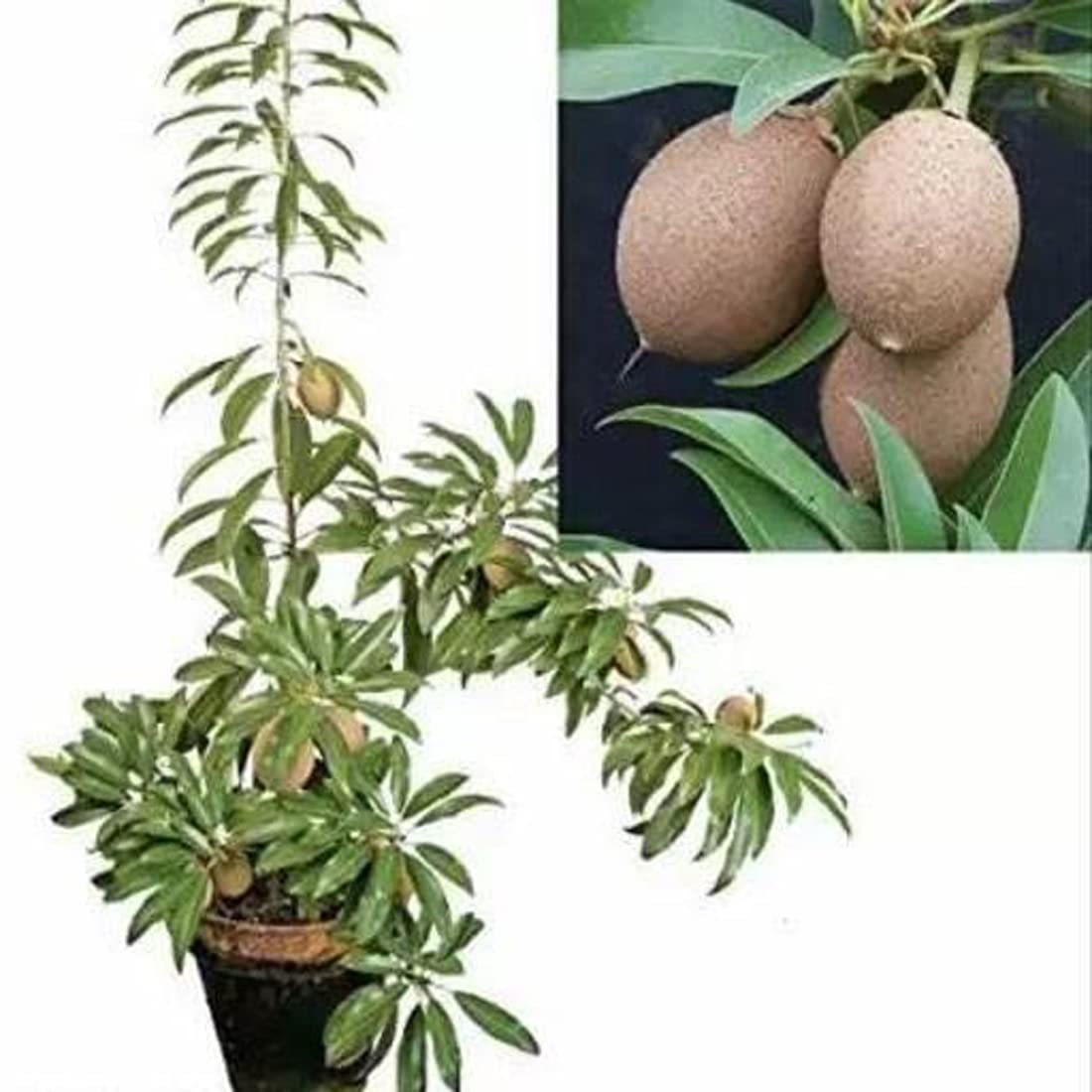 Sarika Nursery Hybrid Grafted Chiku Plant [SN-208]-image-40
