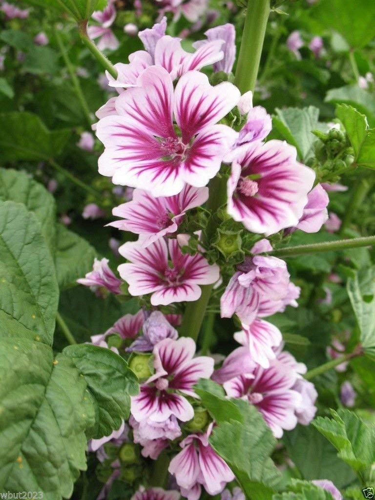 French Hollyhock - "Zebrina"- (50 Seeds) Malva Sylvestris - Perennial