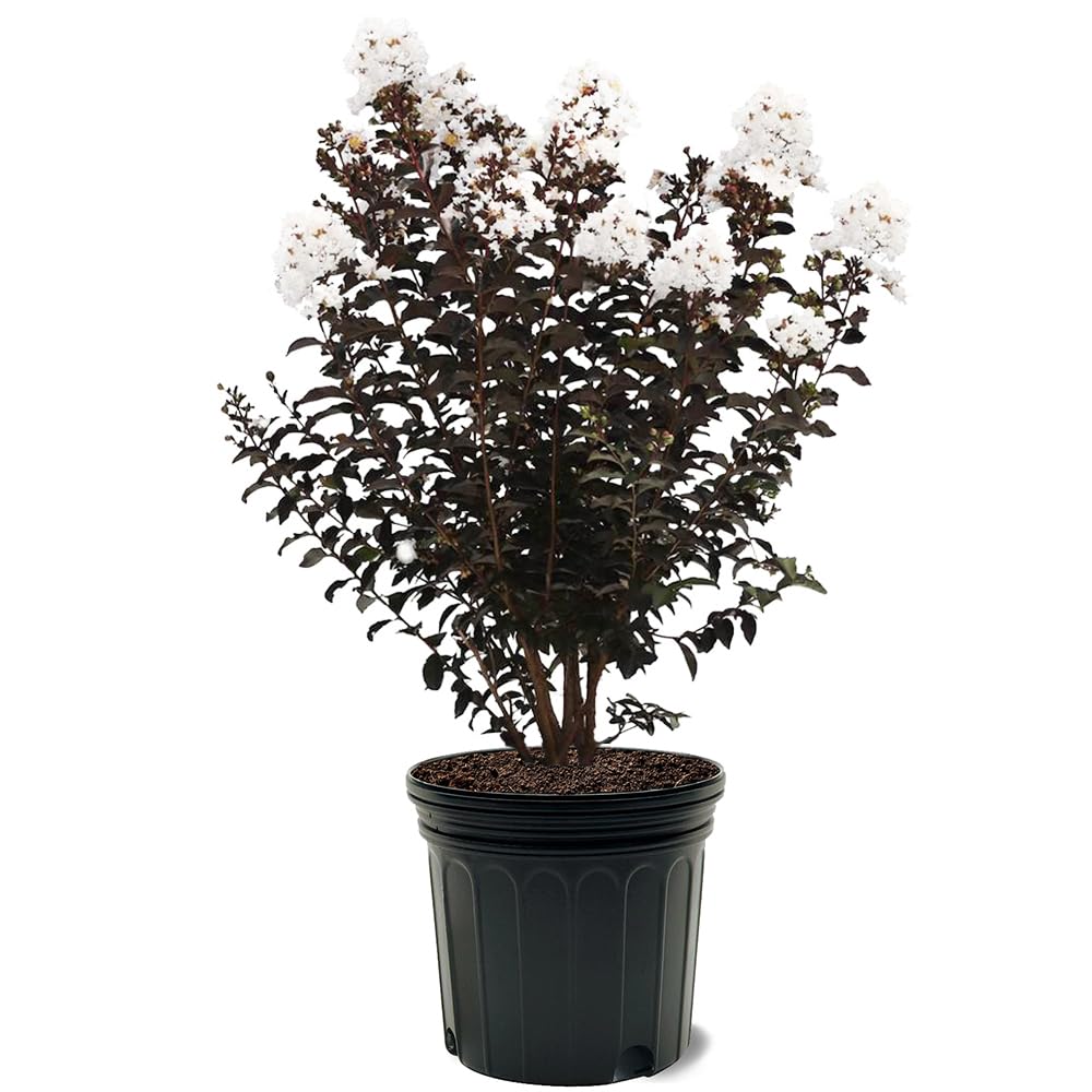 Black Diamond Crape Myrtle White