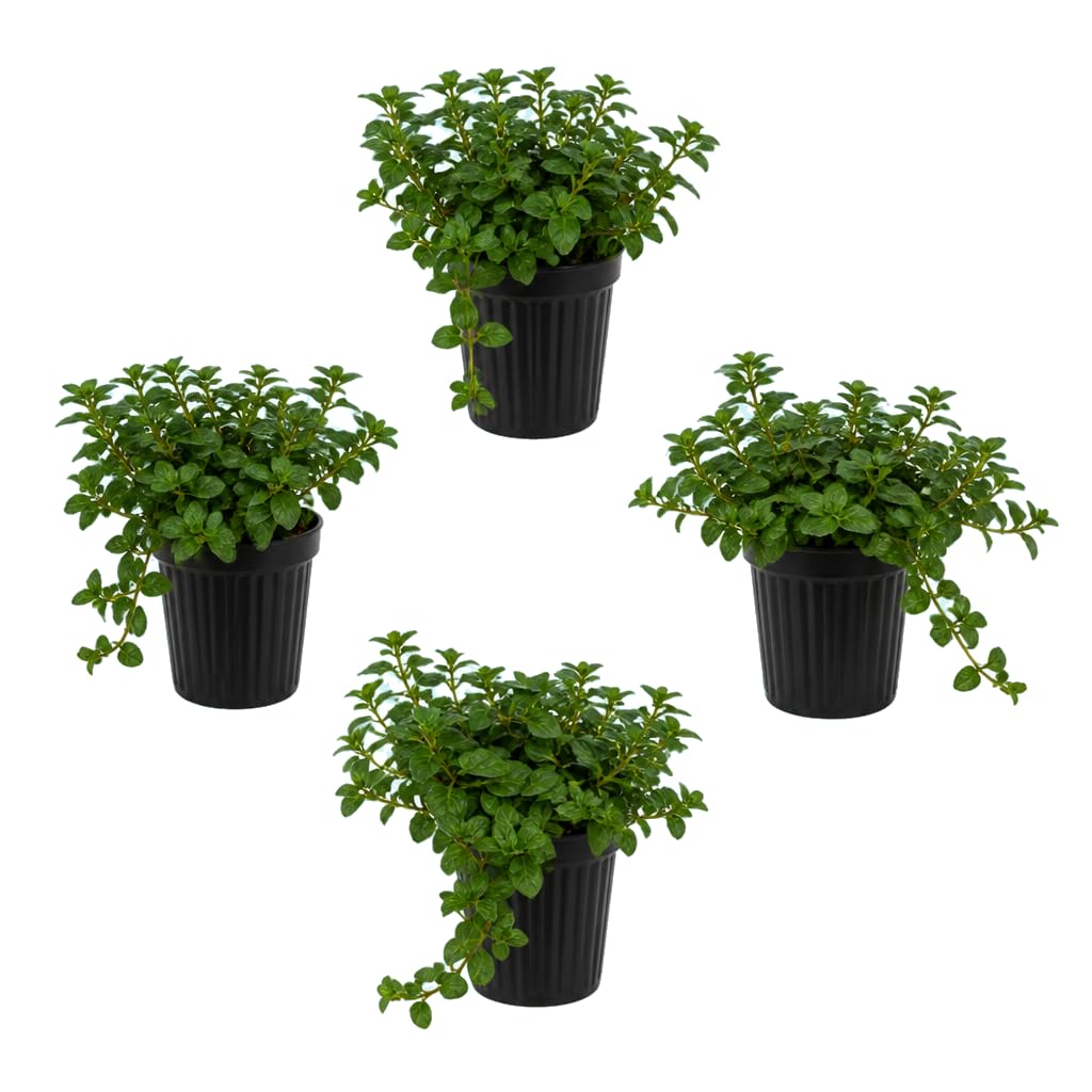 DECOALIVE Pack Cuádruple: Mentha Piperita, Menta Negra, 25-30 cm de Altura, para Rincones Verdes
