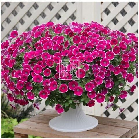 Fiore Pianta semi appeso semi Della balcone 100 semi